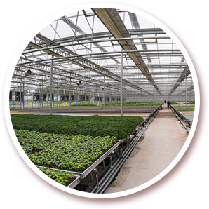 北京九鼎九盛種業有限責任公司